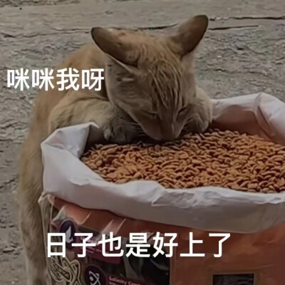 猫猫表情包