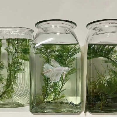 背景图