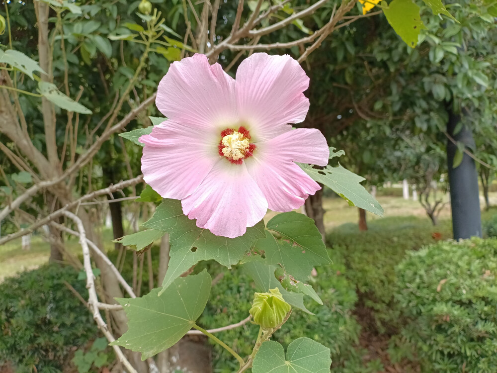 吉安庐陵文化生态园木芙蓉花开惊艳