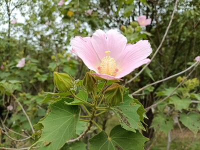 吉安庐陵文化生态园木芙蓉花开惊艳