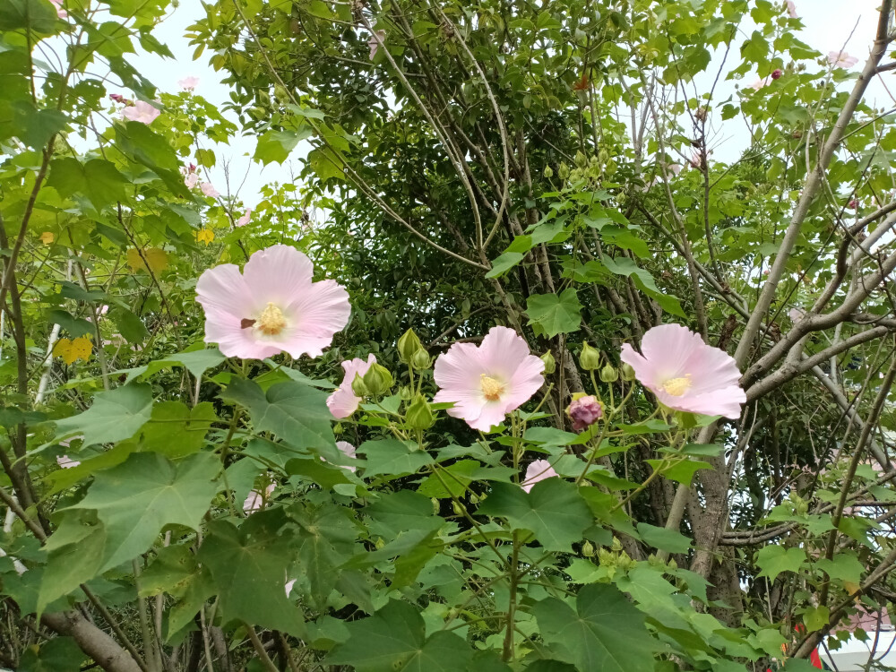 吉安庐陵文化生态园木芙蓉花开惊艳