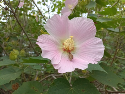 吉安庐陵文化生态园木芙蓉花开惊艳