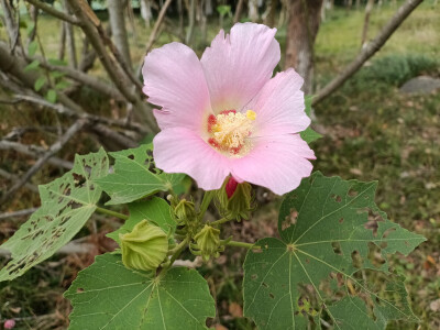 吉安庐陵文化生态园木芙蓉花开惊艳