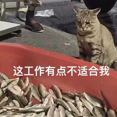 猫猫表情包