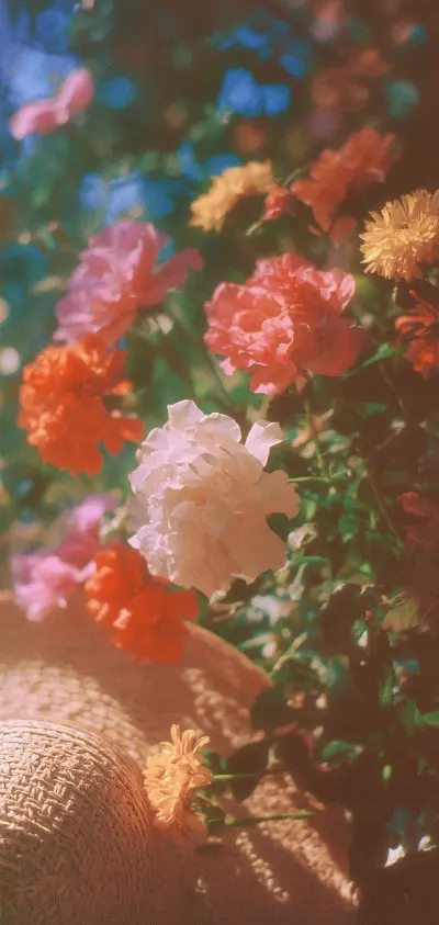 盛夏旧梦·花与影
盛夏的旧梦，是繁花织就的锦缎，在草帽的纹理间落满光斑。
粉的、橙的、白的花簇，是梦的碎片，在夏风里轻颤，将往昔的浪漫，酿成一帧帧朦胧的诗，在时光深处，永不褪色。