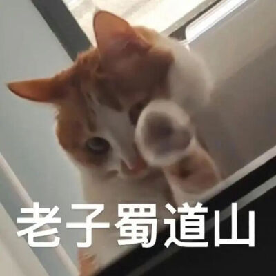 猫猫表情包