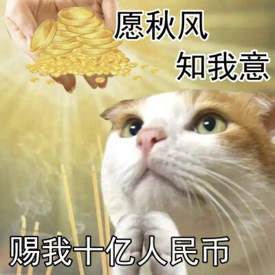 猫猫表情包