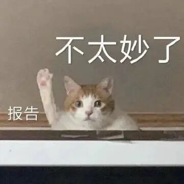 猫猫表情包