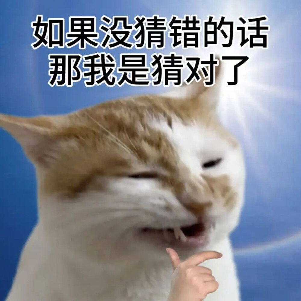 猫猫表情包