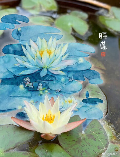 睡莲