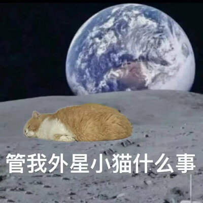猫猫表情包