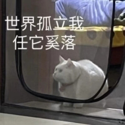 猫猫表情包