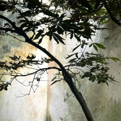 背景图