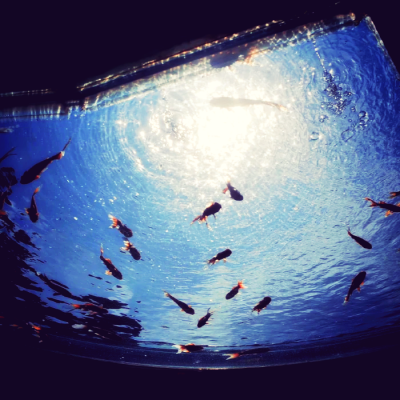 哭包小姐的独活先生