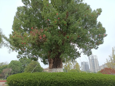 吉安庐陵文化生态园之千年古樟