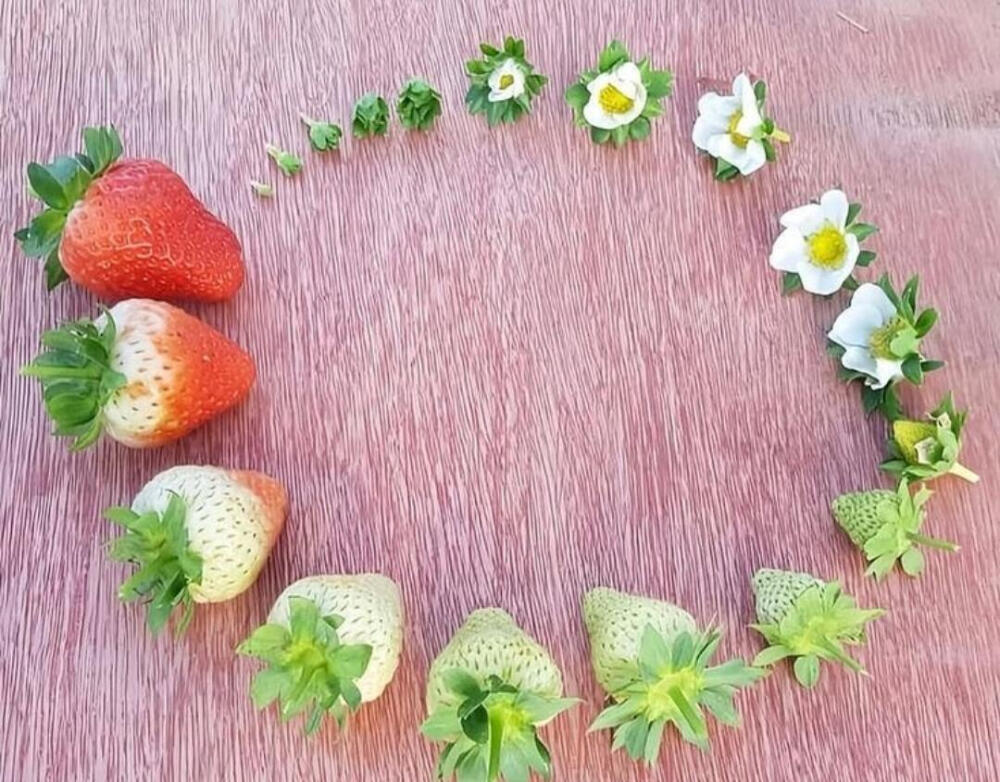 草莓的生长周期