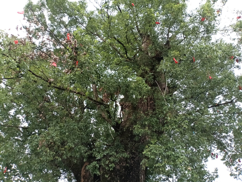 吉安庐陵文化生态园之千年古樟