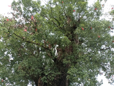 吉安庐陵文化生态园之千年古樟