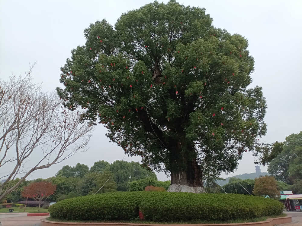 吉安庐陵文化生态园之千年古樟