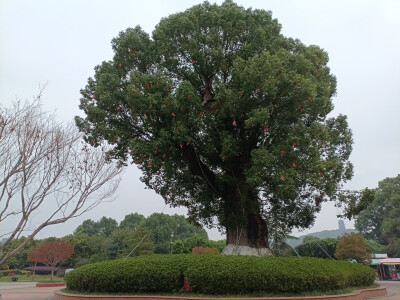 吉安庐陵文化生态园之千年古樟
