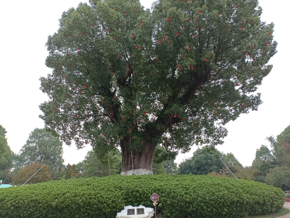 吉安庐陵文化生态园之千年古樟
