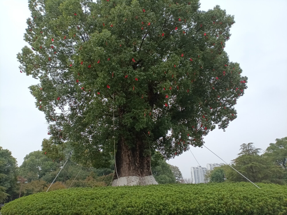 吉安庐陵文化生态园之千年古樟