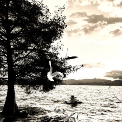 **霧の中で花を探る’하얀 장미