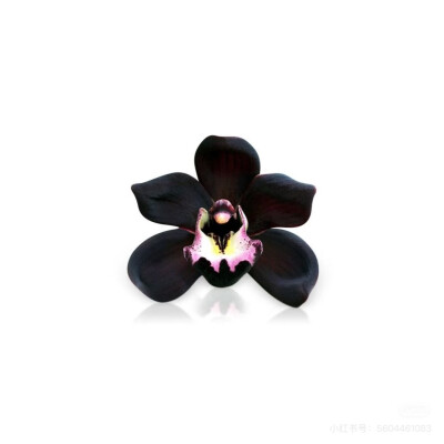 app素材小图标 ♥