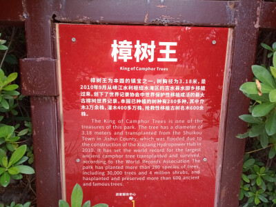 吉安庐陵文化生态园之千年古樟