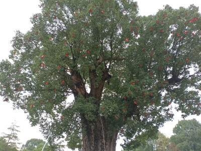 吉安庐陵文化生态园之千年古樟