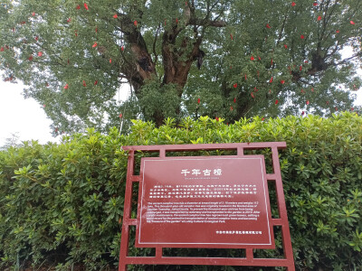 吉安庐陵文化生态园之千年古樟