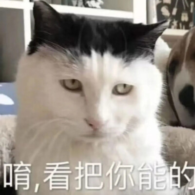 猫猫表情包
