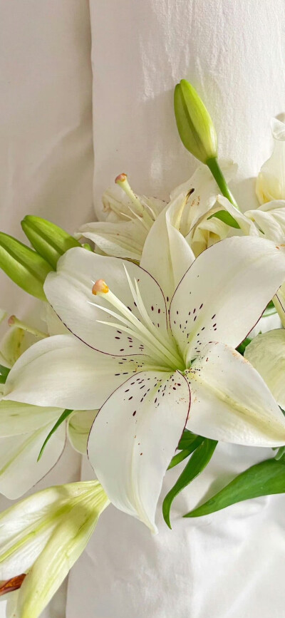 壁纸 背景图 朋友圈