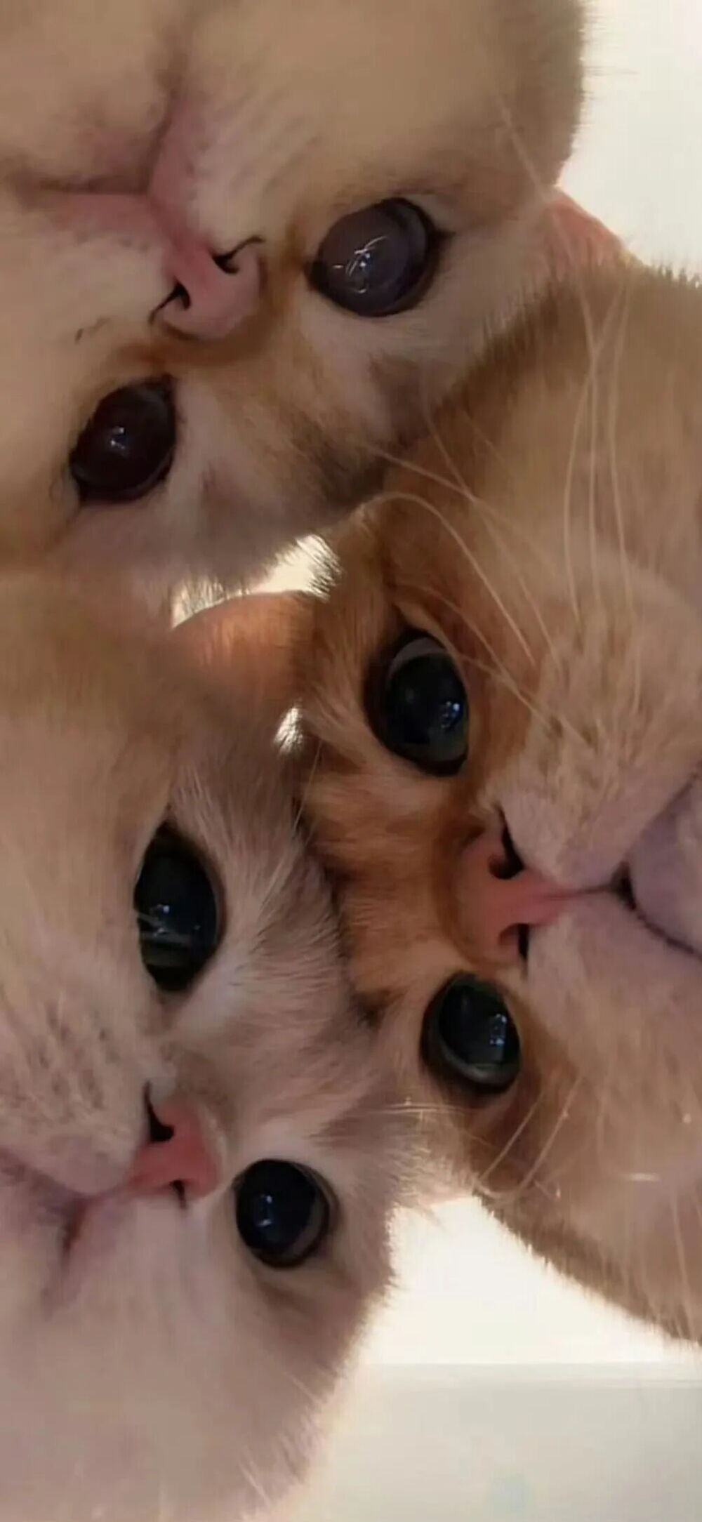 我是不会放弃收集这种图片的