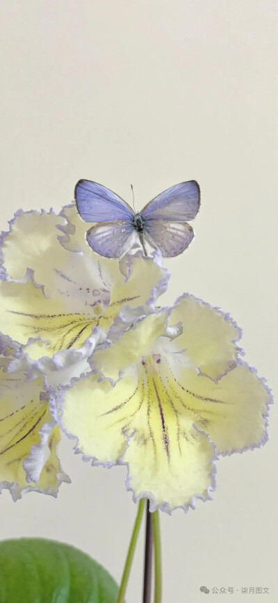 壁纸 背景图 朋友圈