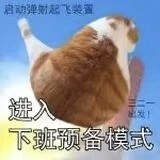 猫猫表情包