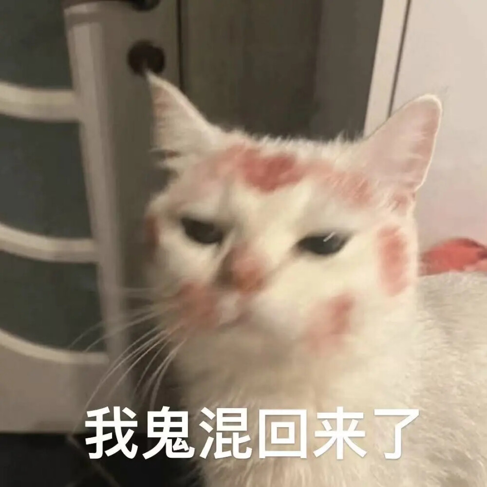 猫猫表情包