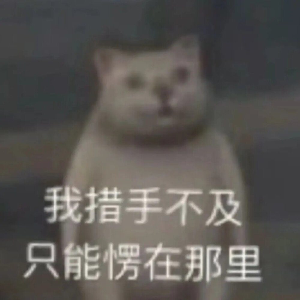 猫猫表情包