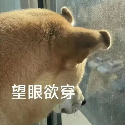 表情包