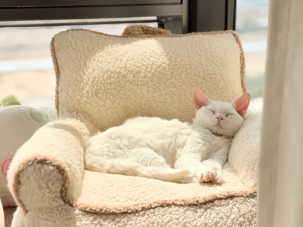 我是不会放弃收集这种图片的