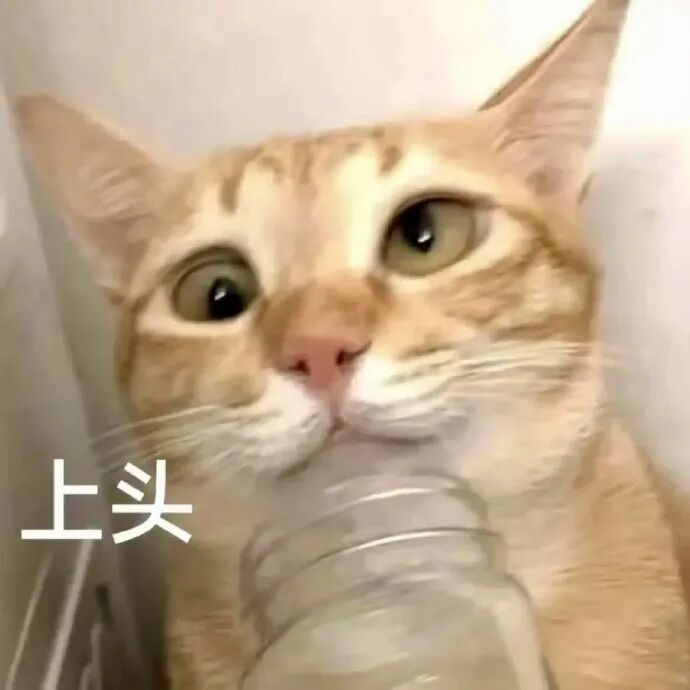 猫猫表情包