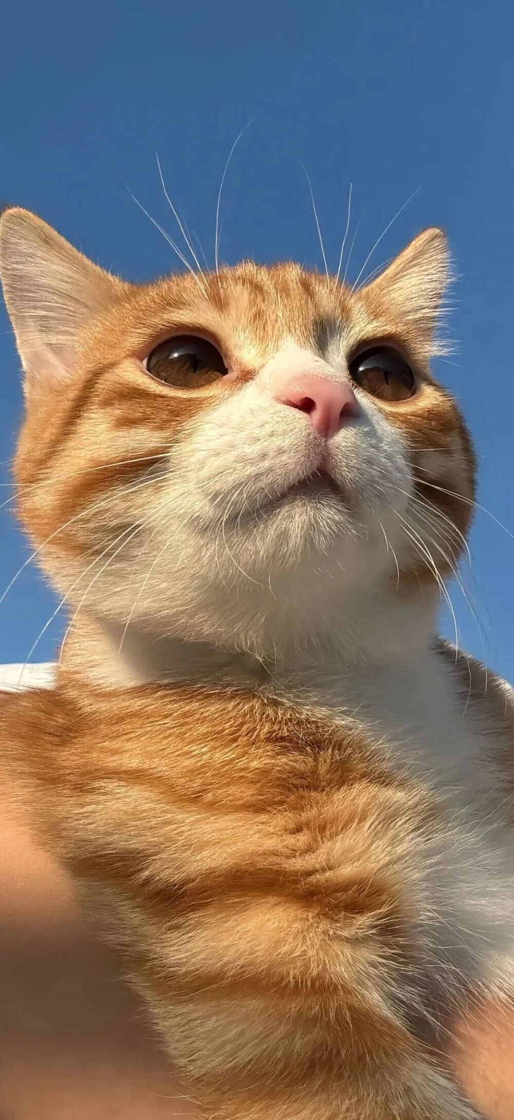 我是不会放弃收集这种图片的