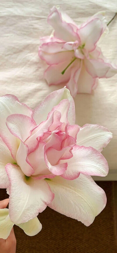 壁纸 背景图 朋友圈