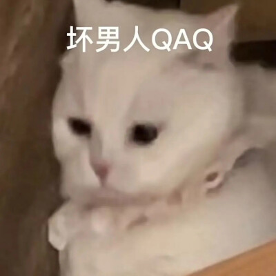 猫猫表情包