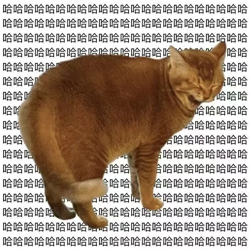 猫猫表情包