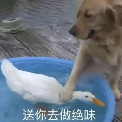 表情包