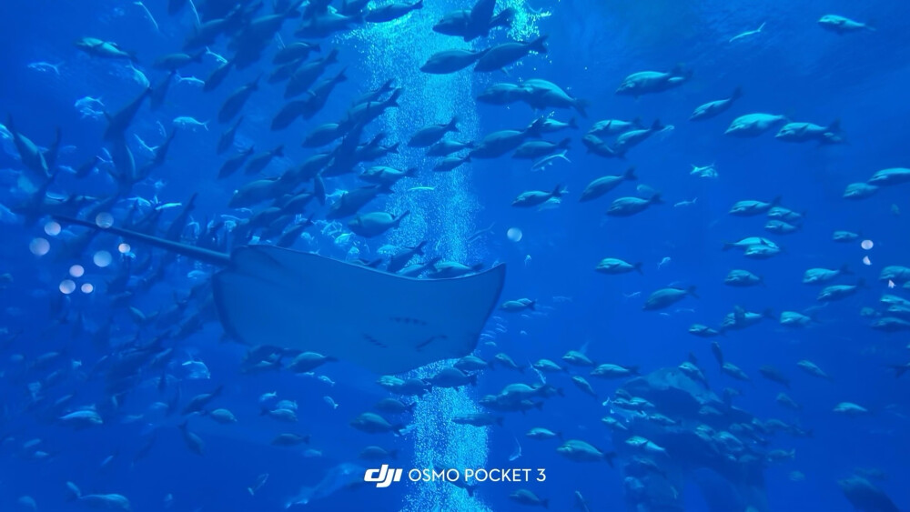 小鱼小鱼，何必快快游？
四面八方不自由