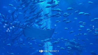 小鱼小鱼，何必快快游？
四面八方不自由