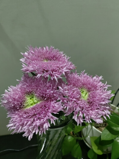 2025/10/22叮咚里的面包菊，好好看