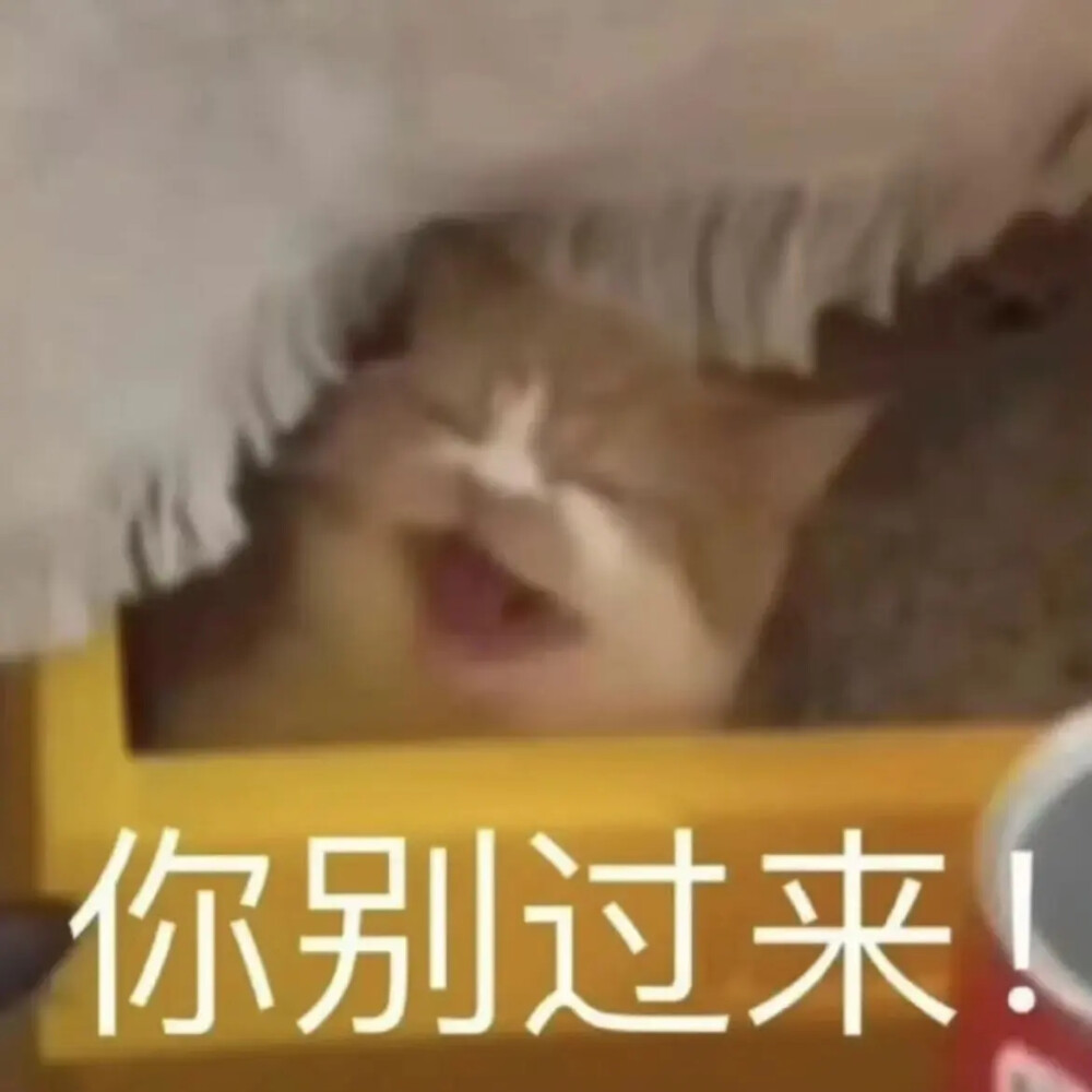 猫猫表情包